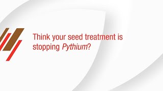 Think Your Seed Treatment is Stopping Pythium [upl. by Petracca]