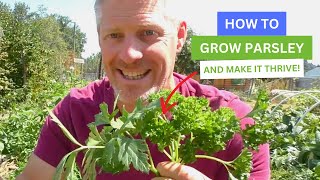 How To Grow Parsley And Make It Thrive [upl. by Milore]