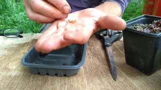 How to collect cyclamen seed [upl. by Aicek]