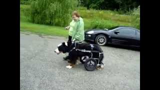 How Eddies Wheels can help dogs afflicted with DM [upl. by Bohman]