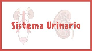 ANATOMÍA  Sistema urinario riñones vejiga uretra y uréteres  Blasto Med [upl. by Nitsyrk486]