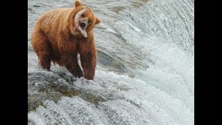 Brown Bears salmon fishing at Brooks Falls Alaska [upl. by Allicsirp]