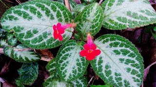 Silver leaf flame violet flower plants  Episcia cupreata [upl. by Lachlan167]