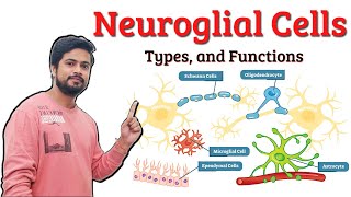 Neuroglial Cells of Nervous System  Types and Function [upl. by Yerocal316]