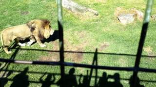 Lions roaring  Melbourne zoo [upl. by Enyak]