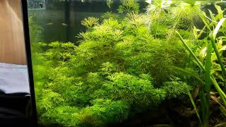 Limnophila sessiliflora [upl. by Swanson]