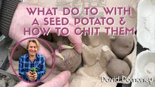 What to do with a seed potato and how to chit them [upl. by Assilen]