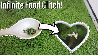 How to turn Duckweed into Fish Food [upl. by Arikat]