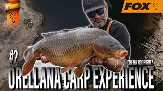 ORELLANA CARP EXPERIENCE 2 CARP FISHING TV [upl. by Maxantia297]