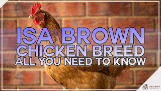 ISA Brown Chicken Breed All You Need To Know [upl. by Anola]