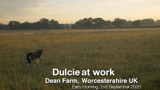 Border collie sheepdog Dulcie at work herding sheep at Dean Farm UK [upl. by Nostaw]