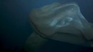 DEEP SEA BLOB CREATURE [upl. by Asilana]