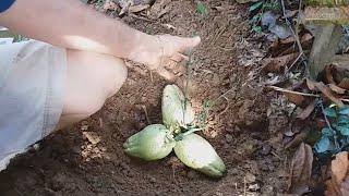 COMO PLANTAR CHUCHU  VIDA NA ROÇA  COISAS DA ROÇA NATUREZA  RECANTO SOSSEGO [upl. by Nats]