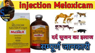 inj meloneX uses in veterinary in hindi  Melxicam injection  MeloneX injection [upl. by Cherise]