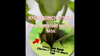 EP 9 Hydroponics system [upl. by Narrad]