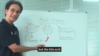 Dr Ghonimy  Bile acids solve heat stress caused animal problems [upl. by Porush]