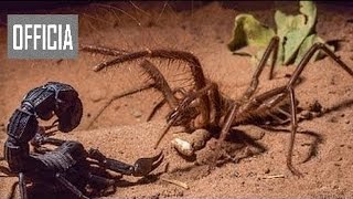 impresionante pelea de Escorpiones vs araña  alacranes  lo mas increible ataques salva [upl. by Berkly741]