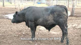 Bovine respiratory disease [upl. by Sudnor]