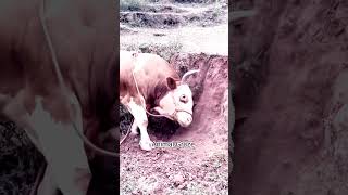 Mud Mowing and Dusty Delight cow cowcows bull viral shorts [upl. by Ovid]