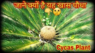 Cycas Plant [upl. by Naman]