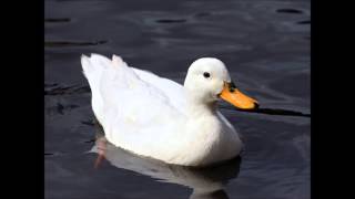 duck quacking sound effect [upl. by Anirda]