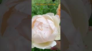 Wollerton Old Hall Уолертон Олд Хол  імя троянди [upl. by Aneret]