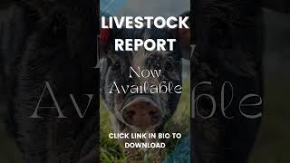 Livestock Report  09 Sept 2024 [upl. by Younger873]