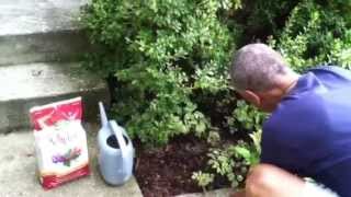 How to Fertilize Azaleas howtofertilize [upl. by Joel]