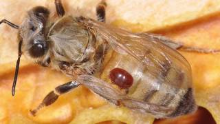 Introduction to Varroa Mites and Integrated Pest Management [upl. by Amikan]