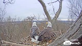 2018  Hanover PA Bald Eagles  New Live Cam View [upl. by Novat832]