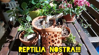 Покупки и Подарки с Выставки 2😆Reptilia NostraΑμυρσωνη [upl. by Anifesoj]