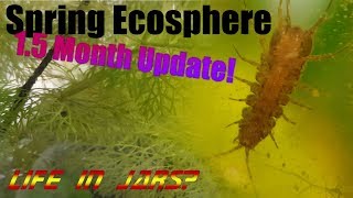 HUGE Spring Ecosphere update  SO MANY MYSTERIES [upl. by Corine]