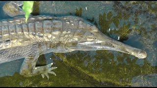 Sunda Gaviale Tomistoma schlegelii im Haus des Meeres in Wien [upl. by Nylegna580]