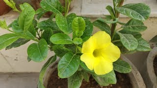 How to Propagate Allamanda Plant from Cutting  Grow Allamanda Plant with Update [upl. by Nodaj15]