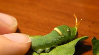 Tiger Swallowtail Caterpillar Defense [upl. by Jagir]