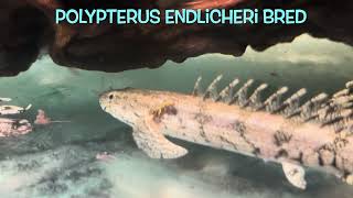 Polypterus endlicheri bred [upl. by Katharine]