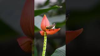 Vibrant Purplerumped Sunbird showcasing natures art with every flutter and slip sunbird birds [upl. by Tilly423]