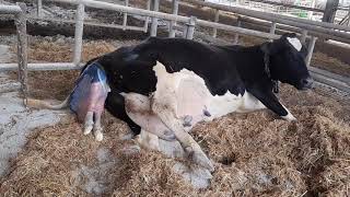 How a cow gives birth to a babylive [upl. by Emlynn]