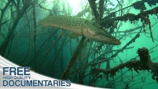 The Fascinating Wildlife in Deep Mountain Lakes  Full Documentary [upl. by Ennoryt]