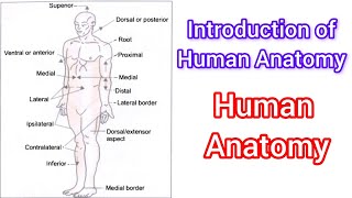 Introduction of Human Anatomy  some terms related Human Anatomy  Basic of Human Anatomy [upl. by Llireva]