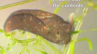 Elysia chlorotica  photosynthetic sea slug movie 1 [upl. by Alliw693]