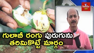 Pink Bollworm  How to Control Pink Bollworm in Cotton  hmtv Agri [upl. by Onifur663]