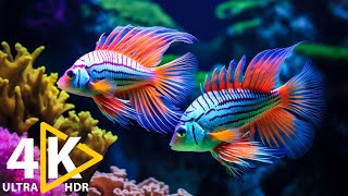 Dive Deep Into Mesmerizing Coral Reefs  Experience The Best 4K VIDEO ULTRA HDR Aquarium [upl. by Vil]