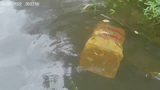 Catching Australian native fish at a awesome creek  Creeks and rivers [upl. by Gaylord]