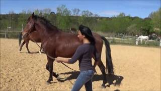 exercices pratiques equitation ethologique pour bien comprendre son cheval [upl. by Nyrraf]