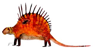 Paleo Profile  Dimetrodon [upl. by Willman]