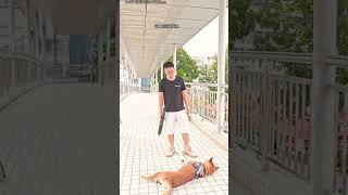 I am training my dogs shortvideos pets [upl. by Ecyaj]