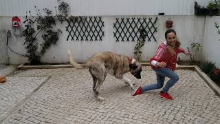 Dança com o Torrão Cão  Raça rafeiro Alentejano [upl. by Etiam]