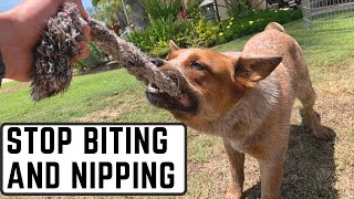 Puppy jumping and nipping solutions [upl. by Corliss]