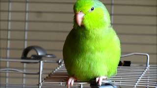 Valentino the Singing Parrotlet [upl. by Nalyr]